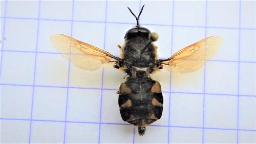 Stratiomys cenisia